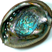 Abalone