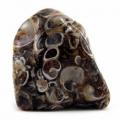 Agate fossile