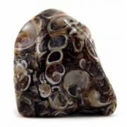 Agate fossile