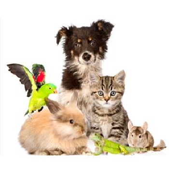 Guerison et communication animale