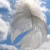 Plume
