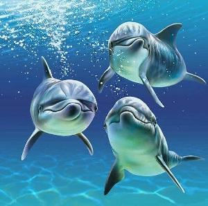 Reiki des dauphins